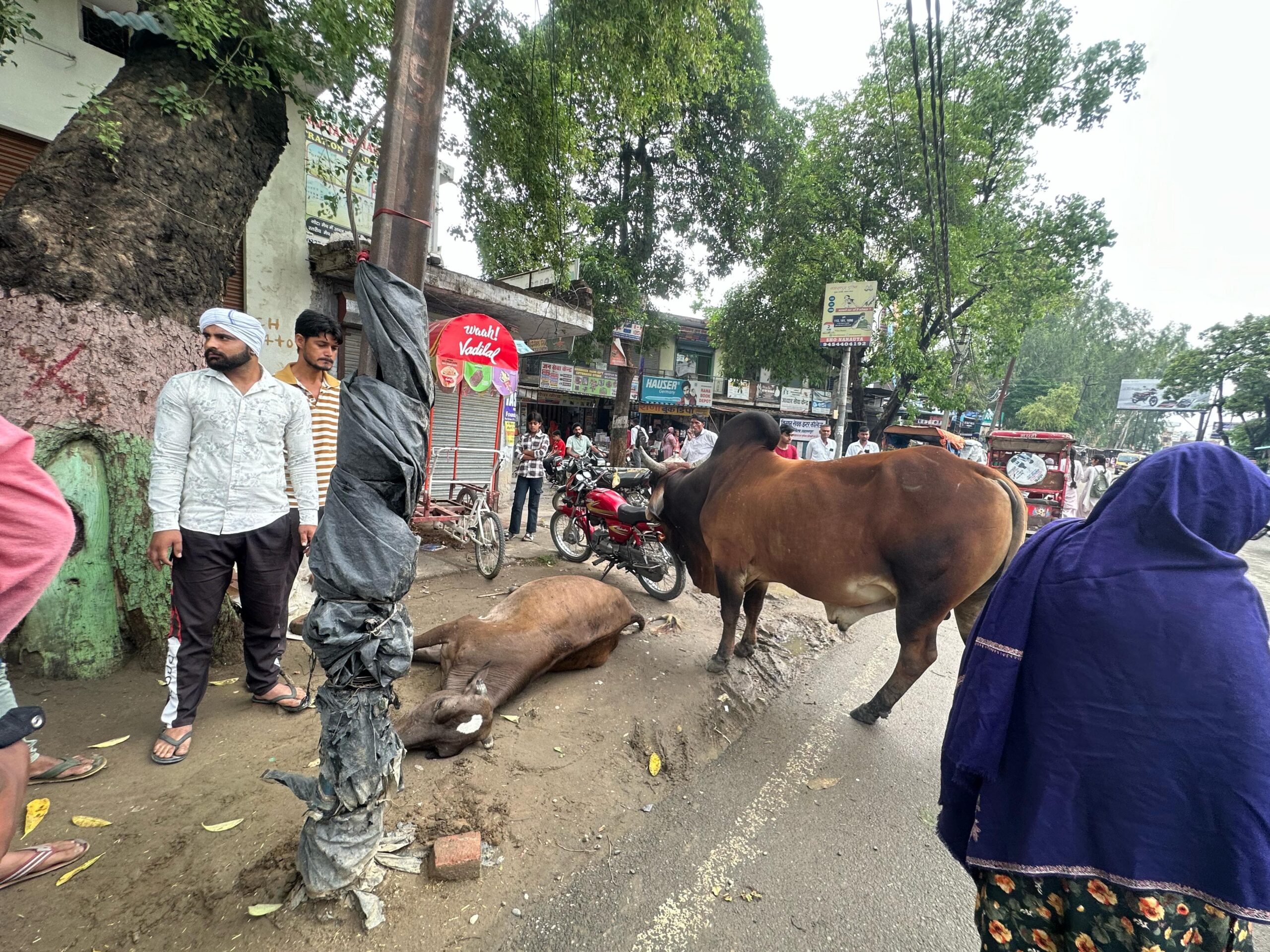बिजली के खंभे में आये करंट से गौवंश की दर्दनाक मौत